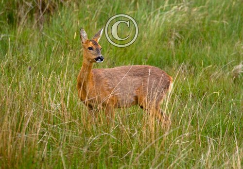 Roe Deer Doe DM1132